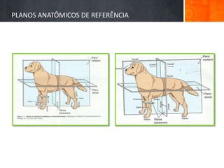 PLANOS ANATÔMICOS DE REFERÊNCIA 
 