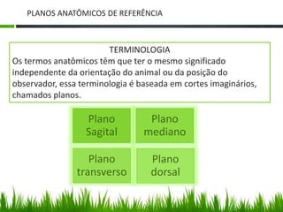 PLANOS ANATÔMICOS DE REFERÊNCIA 
TERMINOLOGIA 
Os termos anatômicos têm que ter o mesmo significado 
independente da orientação do animal ou da posição do 
observador, essa terminologia é baseada em cortes imaginários, 
chamados planos. 
Plano 
Sagital 
Plano 
mediano 
Plano 
transverso 
Plano 
dorsal 
 