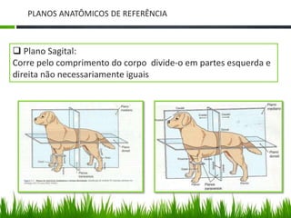 PLANOS ANATÔMICOS DE REFERÊNCIA 
 Plano Sagital: 
Corre pelo comprimento do corpo divide-o em partes esquerda e 
direita não necessariamente iguais 
 