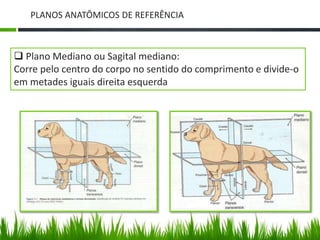 PLANOS ANATÔMICOS DE REFERÊNCIA 
 Plano Mediano ou Sagital mediano: 
Corre pelo centro do corpo no sentido do comprimento e divide-o 
em metades iguais direita esquerda 
 