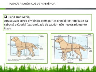 PLANOS ANATÔMICOS DE REFERÊNCIA 
 Plano Transverso: 
Atravessa o corpo dividindo-o em partes cranial (extremidade da 
cabeça) e Caudal (extremidade da cauda), não necessariamente 
iguais 
 