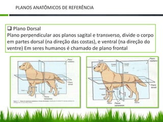 PLANOS ANATÔMICOS DE REFERÊNCIA 
 Plano Dorsal 
Plano perpendicular aos planos sagital e transverso, divide o corpo 
em partes dorsal (na direção das costas), e ventral (na direção do 
ventre) Em seres humanos é chamado de plano frontal 
 