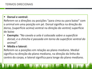 TERMOS DIRECIONAIS 
 Dorsal e ventral: 
Referem-se a direções ou posições “para cima ou para baixo” com 
o animal em uma posição em pé. Dorsal significa na direção do 
dorso, (superfície acima) ventral na direção do ventre( superfície 
de baixo 
• Exemplo: “No cavalo a sela é colocada sobre a superfície 
dorsal, e a chincha é passada em torno da superfície ventral do 
animal”. 
 Média e lateral: 
Referem-se a posições em relação ao plano mediano. Medial 
significa na direção do plano mediano, na direção da linha do 
centro do corpo, e lateral significa para longe do plano mediano. 
 