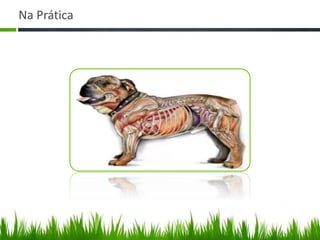 Na Prática 
 