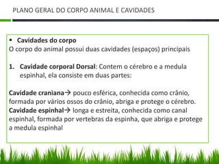 PLANO GERAL DO CORPO ANIMAL E CAVIDADES 
 Cavidades do corpo 
O corpo do animal possui duas cavidades (espaços) principais 
1. Cavidade corporal Dorsal: Contem o cérebro e a medula 
espinhal, ela consiste em duas partes: 
Cavidade craniana pouco esférica, conhecida como crânio, 
formada por vários ossos do crânio, abriga e protege o cérebro. 
Cavidade espinhal longa e estreita, conhecida como canal 
espinhal, formada por vertebras da espinha, que abriga e protege 
a medula espinhal 
 