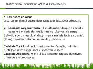 PLANO GERAL DO CORPO ANIMAL E CAVIDADES 
 Cavidades do corpo 
O corpo do animal possui duas cavidades (espaços) principais 
2. Cavidade corporal ventral: É muito maior do que a dorsal, e 
contem a maioria dos órgãos moles (vísceras) do corpo. 
É dividida pelo musculo diafragma em cavidade torácica cranial, 
(tórax) e cavidade abdominal caudal, (abdômen). 
Cavidade Torácica Inclui basicamente: Coração, pulmões, 
esôfago e vasos sanguíneos que entram e saem. 
Cavidade Abdominal Inclui basicamente: Órgãos digestivos, 
urinários e reprodutores. 
 