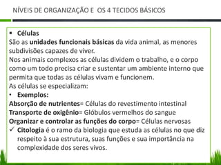 NÍVEIS DE ORGANIZAÇÃO E OS 4 TECIDOS BÁSICOS 
 Células 
São as unidades funcionais básicas da vida animal, as menores 
subdivisões capazes de viver. 
Nos animais complexos as células dividem o trabalho, e o corpo 
como um todo precisa criar e sustentar um ambiente interno que 
permita que todas as células vivam e funcionem. 
As células se especializam: 
• Exemplos: 
Absorção de nutrientes= Células do revestimento intestinal 
Transporte de oxigênio= Glóbulos vermelhos do sangue 
Organizar e controlar as funções do corpo= Células nervosas 
 Citologia é o ramo da biologia que estuda as células no que diz 
respeito à sua estrutura, suas funções e sua importância na 
complexidade dos seres vivos. 
 