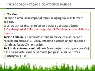NÍVEIS DE ORGANIZAÇÃO E OS 4 TECIDOS BÁSICOS 
 Tecidos 
Quando as células se especializam e se agrupam, elas formam 
tecidos. 
O corpo animal é constituído de 4 tipos de tecidos básicos 
1-Tecido epitelial 2-Tecido conjuntivo 3-Tecido muscular 4-Tecido 
nervoso. 
Tecido Epitelial Composto inteiramente de células, cobre e 
reveste superfícies (Ex. Boca, Intestino e Bexiga urinária), forma 
glândulas (secreção excreção). 
Tecido de natureza conjuntiva Mantem junto o corpo (conexão) 
e lhe dá suporte, variam de moles (Adiposo) e muito firmes 
(Cartilagem, Osso). 
 