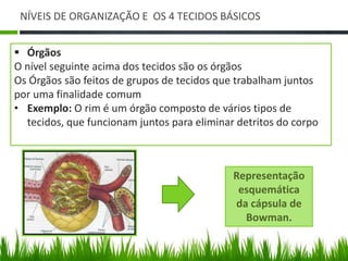 NÍVEIS DE ORGANIZAÇÃO E OS 4 TECIDOS BÁSICOS 
 Órgãos 
O nível seguinte acima dos tecidos são os órgãos 
Os Órgãos são feitos de grupos de tecidos que trabalham juntos 
por uma finalidade comum 
• Exemplo: O rim é um órgão composto de vários tipos de 
tecidos, que funcionam juntos para eliminar detritos do corpo 
Representação 
esquemática 
da cápsula de 
Bowman. 
 