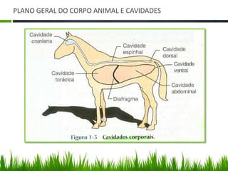 PLANO GERAL DO CORPO ANIMAL E CAVIDADES 
 
