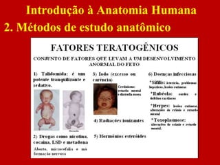 Introdução à Anatomia Humana
2. Métodos de estudo anatômico
 