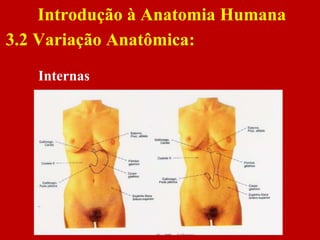 Internas
Introdução à Anatomia Humana
3.2 Variação Anatômica:
 