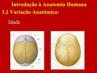 Idade
Introdução à Anatomia Humana
3.2 Variação Anatômica:
 