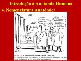 Introdução à Anatomia Humana
4. Nomenclatura Anatômica
 