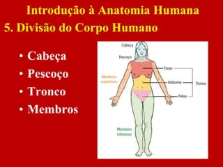 • Cabeça
• Pescoço
• Tronco
• Membros
Introdução à Anatomia Humana
5. Divisão do Corpo Humano
 