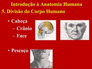 • Cabeça
– Crânio
– Face
• Pescoço
Introdução à Anatomia Humana
5. Divisão do Corpo Humano
 