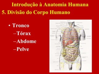 • Tronco
–Tórax
–Abdome
–Pelve
Introdução à Anatomia Humana
5. Divisão do Corpo Humano
 
