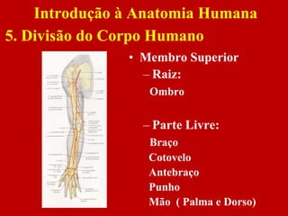 • Membro Superior
– Raiz:
Ombro
– Parte Livre:
Braço
Cotovelo
Antebraço
Punho
Mão ( Palma e Dorso)
Introdução à Anatomia Humana
5. Divisão do Corpo Humano
 