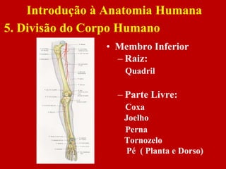 • Membro Inferior
– Raiz:
Quadril
– Parte Livre:
Coxa
Joelho
Perna
Tornozelo
Pé ( Planta e Dorso)
Introdução à Anatomia Humana
5. Divisão do Corpo Humano
 