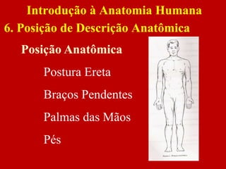 Posição Anatômica
Postura Ereta
Braços Pendentes
Palmas das Mãos
Pés
Introdução à Anatomia Humana
6. Posição de Descrição Anatômica
 