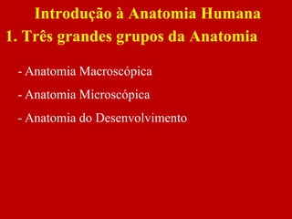 Introdução à Anatomia Humana
- Anatomia Macroscópica
- Anatomia Microscópica
- Anatomia do Desenvolvimento
1. Três grandes grupos da Anatomia
 