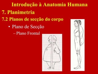 • Plano de Secção
– Plano Frontal
Introdução à Anatomia Humana
7. Planimetria
7.2 Planos de secção do corpo
 