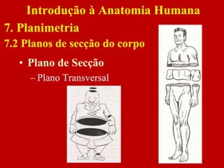 • Plano de Secção
– Plano Transversal
Introdução à Anatomia Humana
7. Planimetria
7.2 Planos de secção do corpo
 