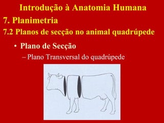• Plano de Secção
– Plano Transversal do quadrúpede
Introdução à Anatomia Humana
7. Planimetria
7.2 Planos de secção no animal quadrúpede
 