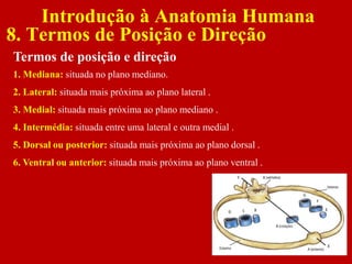 Introdução à Anatomia Humana
8. Termos de Posição e Direção
Termos de posição e direção
1. Mediana: situada no plano mediano.
2. Lateral: situada mais próxima ao plano lateral .
3. Medial: situada mais próxima ao plano mediano .
4. Intermédia: situada entre uma lateral e outra medial .
5. Dorsal ou posterior: situada mais próxima ao plano dorsal .
6. Ventral ou anterior: situada mais próxima ao plano ventral .
 