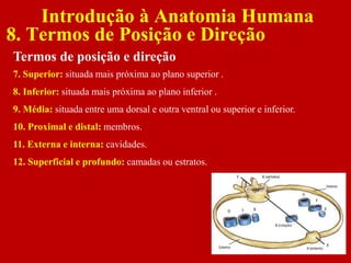 Introdução à Anatomia Humana
8. Termos de Posição e Direção
Termos de posição e direção
7. Superior: situada mais próxima ao plano superior .
8. Inferior: situada mais próxima ao plano inferior .
9. Média: situada entre uma dorsal e outra ventral ou superior e inferior.
10. Proximal e distal: membros.
11. Externa e interna: cavidades.
12. Superficial e profundo: camadas ou estratos.
 