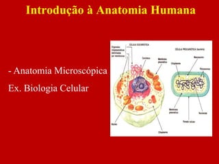 Introdução à Anatomia Humana
- Anatomia Microscópica
Ex. Biologia Celular
 