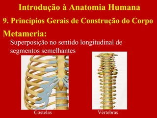 Metameria:
Introdução à Anatomia Humana
9. Princípios Gerais de Construção do Corpo
Superposição no sentido longitudinal de
segmentos semelhantes
Costelas Vértebras
 