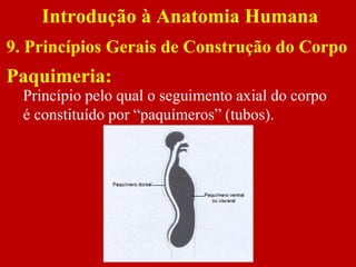 Paquimeria:
Introdução à Anatomia Humana
9. Princípios Gerais de Construção do Corpo
Princípio pelo qual o seguimento axial do corpo
é constituído por “paquímeros” (tubos).
 