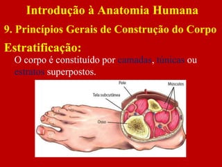 Estratificação:
Introdução à Anatomia Humana
9. Princípios Gerais de Construção do Corpo
O corpo é constituído por camadas, túnicas ou
estratos superpostos.
 