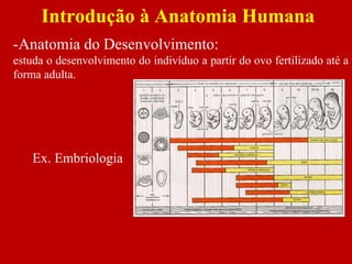 -Anatomia do Desenvolvimento:
estuda o desenvolvimento do indivíduo a partir do ovo fertilizado até a
forma adulta.
Introdução à Anatomia Humana
Ex. Embriologia
 
