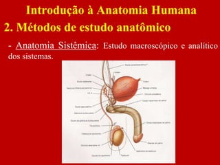 - Anatomia Sistêmica: Estudo macroscópico e analítico
dos sistemas.
Introdução à Anatomia Humana
2. Métodos de estudo anatômico
 