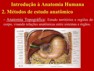 Introdução à Anatomia Humana
2. Métodos de estudo anatômico
- Anatomia Topográfica: Estudo territórios e regiões do
corpo, visando relações anatômicas entre sistemas e órgãos.
 