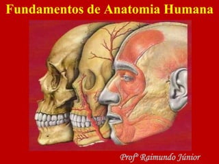 Fundamentos de Anatomia Humana
Profº Raimundo Júnior
 