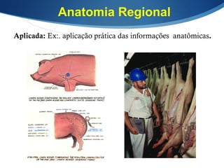 Anatomia Regional
Aplicada: Ex:. aplicação prática das informações anatômicas.
 