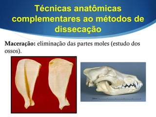 Maceração: eliminação das partes moles (estudo dos
ossos).
Técnicas anatômicas
complementares ao métodos de
dissecação
 
