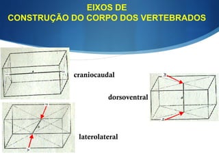 EIXOS DE
CONSTRUÇÃO DO CORPO DOS VERTEBRADOS
craniocaudal
dorsoventral
laterolateral
 
