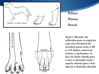Palmar
Plantar
Dorsal
Axial e Abaxial: são
utilizados para as espécies
cujo eixo funcional do
membro passe entre o III
e o IV dedos, como nos
suínos e ruminantes. A
face do dedo voltada para
o eixo é chamada axial e
aquela voltada para a face
oposta é chamada abaxial;
 