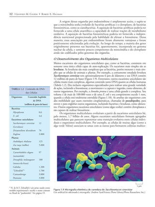 12 / GEOFFREY M. COOPER • ROBERT E. HAUSMAN

                                                      A origem dessas organelas por endossimbiose é amplamente aceita, e supõe-se
                                                que a mitocôndria tenha evoluído de bactérias aeróbicas e o cloroplasto, de bactérias
                                                fotossintéticas, como as cianobactérias. A aquisição de bactérias aeróbicas poderia ter
                                                fornecido a uma célula anaeróbica a capacidade de realizar reações de metabolismo
                                                oxidativo. A aquisição de bactérias fotossintéticas poderia ter fornecido a indepen-
                                                dência nutricional proporcionada pela habilidade de efetuar a fotossíntese. Dessa
                                                maneira, essas associações por endossimbiose foram altamente vantajosas e foram
                                                positivamente selecionadas pela evolução. Ao longo do tempo, a maioria dos genes
                                                originalmente presentes nas bactérias foi, aparentemente, incorporada no genoma
                                                nuclear da célula, e somente poucos componentes da mitocôndria e do cloroplasto
                                                ainda são codificados pelos genomas das organelas.

                                                O Desenvolvimento dos Organismos Multicelulares
                                                Muitos eucariotos são organismos unicelulares que, como as bactérias, consistem em
                                                somente uma única célula capaz de auto-replicação. Os eucariotos mais simples são as
                                                leveduras. As leveduras são mais complexas que as bactérias, porém menores e mais sim-
                                                ples que as células de animais e plantas. Por exemplo, a comumente estudada levedura
                                                Saccharomyces cerevisiae tem aproximadamente 6 µm de diâmetro e seu DNA contém
                                                12 milhões de pares de bases (Figura 1.9). Entretanto, outros eucariotos unicelulares são
                                                células muito mais complexas, algumas contendo tanto DNA quanto as células humanas
                                                (Tabela 1.2). Eles incluem organismos especializados para realizar uma grande variedade
  TABELA 1.2 Conteúdo de DNA                    de ações, incluindo a fotossíntese, o movimento e a captura e ingestão, como alimento, de
                   das Células
                                                outros organismos. Por exemplo, a Amoeba proteus é uma célula grande e complexa. Seu
                                                volume é de mais de 100.000 vezes o de uma E. coli e seu comprimento excede 1 mm,
  Organismo           Conteúdo haplóide         quando a célula está totalmente estendida (Figura 1.10). As amebas são organismos com
                           de DNA               alta mobilidade que usam extensões citoplasmáticas, chamadas de pseudópodos, para
                  (milhões de pares de bases)   mover e para englobar outros organismos, incluindo bactérias e leveduras, como alimen-
                                                tos. Outros organismos eucariotos unicelulares (como algas verdes) contêm cloroplastos e
  Bactérias
                                                são capazes de realizar fotossíntese.
    Mycoplasma                    0,6                 Os organismos multicelulares evoluíram a partir de eucariotos unicelulares há,
    E. coli                       4,6           pelo menos, 1,7 bilhão de anos. Alguns eucariotos unicelulares formam agregados
  Eucariotos unicelulares                       multicelulares que parecem representar uma transição evolutiva entre células indivi-
    Saccharomyces cerevisiae      12            duais e organismos multicelulares. Por exemplo, as células de muitas algas (como a
    (Levedura)                                  alga verde Volvox) associam-se umas com as outras para formarem colônias multice-
    Dictyostelium discoideum      70
    Euglena                       3.000
  Plantas
    Arabidopsis thaliana          125
    Zea mays (milho)              5.000
  Animais
    Caenorhabditis elegans        97
    (nematóide)
    Drosophila melanogaster       180
    (mosca-da-fruta)
    Galinha                       1.200
    “Zebrafish”*                  1.700
    Camundongo                    3.000
    Humano                        3.000


                                                                                                                                              5 µm
* N. de R.T. Zebrafish é um peixe usado como
modelo experimental e recebe o nome comum       Figura 1.9 Micrografia eletrônica de varredura do Saccharomyces cerevisiae
no Brasil de “paulistinha”. Ver página 19.      Cor artificial foi adicionada à micrografia. (Andrew Syed/Science Photo Library/Photo Researchers, Inc.)
 