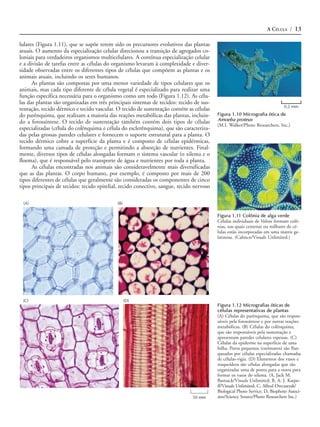 A CÉLULA / 13

lulares (Figura 1.11), que se supõe terem sido os precursores evolutivos das plantas
atuais. O aumento da especialização celular direcionou a transição de agregados co-
loniais para verdadeiros organismos multicelulares. A contínua especialização celular
e a divisão de tarefas entre as células do organismo levaram à complexidade e diver-
sidade observadas entre os diferentes tipos de células que compõem as plantas e os
animais atuais, incluindo os seres humanos.
      As plantas são compostas por uma menor variedade de tipos celulares que os
animais, mas cada tipo diferente de célula vegetal é especializado para realizar uma
função específica necessária para o organismo como um todo (Figura 1.12). As célu-
las das plantas são organizadas em três principais sistemas de tecidos: tecido de sus-
                                                                                                                             0,2 mm
tentação, tecido dérmico e tecido vascular. O tecido de sustentação contém as células
do parênquima, que realizam a maioria das reações metabólicas das plantas, incluin-       Figura 1.10 Micrografia ótica de
do a fotossíntese. O tecido de sustentação também contém dois tipos de células            Amoeba proteus
                                                                                          (M.I. Walker/Photo Researchers, Inc.)
especializadas (célula do colênquima e célula do esclerênquima), que são caracteriza-
das pelas grossas paredes celulares e fornecem o suporte estrutural para a planta. O
tecido dérmico cobre a superfície da planta e é composto de células epidérmicas,
formando uma camada de proteção e permitindo a absorção de nutrientes. Final-
mente, diversos tipos de células alongadas formam o sistema vascular (o xilema e o
floema), que é responsável pelo transporte de água e nutrientes por toda a planta.
      As células encontradas nos animais são consideravelmente mais diversificadas
que as das plantas. O corpo humano, por exemplo, é composto por mais de 200
tipos diferentes de células que geralmente são consideradas os componentes de cinco
tipos principais de tecidos: tecido epitelial, tecido conectivo, sangue, tecido nervoso

 (A)                                        (B)

                                                                                          Figura 1.11 Colônia de alga verde
                                                                                          Células individuais de Volvox formam colô-
                                                                                          nias, nas quais centenas ou milhares de cé-
                                                                                          lulas estão incorporadas em uma matriz ge-
                                                                                          latinosa. (Cabisco/Visuals Unlimited.)




 (C)                                              (D)
                                                                                          Figura 1.12 Micrografias óticas de
                                                                                          células representativas de plantas
                                                                                          (A) Células do parênquima, que são respon-
                                                                                          sáveis pela fotossíntese e por outras reações
                                                                                          metabólicas. (B) Células do colênquima,
                                                                                          que são responsáveis pela sustentação e
                                                                                          apresentam paredes celulares espessas. (C)
                                                                                          Células da epiderme na superfície de uma
                                                                                          folha. Poros pequenos (estômatos) são flan-
                                                                                          queados por células especializadas chamadas
                                                                                          de células-vigia. (D) Elementos dos vasos e
                                                                                          traqueídeos são células alongadas que são
                                                                                          organizadas uma de ponta para a outra para
                                                                                          formar os vasos do xilema. (A, Jack M.
                                                                                          Bastsack/Visuals Unlimited; B, A. J. Karpo-
                                                                                          ff/Visuals Unlimited; C, Alfred Owczarzak/
                                                                                          Biological Photo Service; D, Biophoto Associ-
                                                                               50 mm      ates/Science Source/Photo Researchers Inc.)
 