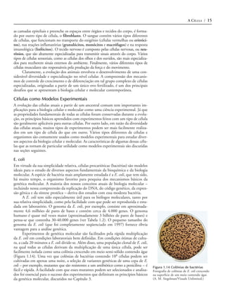 A CÉLULA / 15

as camadas epiteliais e preenche os espaços entre órgãos e tecidos do corpo, é forma-
do por outro tipo de célula, o fibroblasto. O sangue contém vários tipos diferentes
de células, que funcionam no transporte do oxigênio (células vermelhas ou eritróci-
tos), nas reações inflamatórias (granulócitos, monócitos e macrófagos) e na resposta
imunológica (linfócitos). O tecido nervoso é composto pelas células nervosas, ou neu-
rônios, que são altamente especializadas para transmitir sinais através do corpo. Vários
tipos de células sensoriais, como as células dos olhos e dos ouvidos, são mais especializa-
dos para receberem sinais externos do ambiente. Finalmente, vários diferentes tipos de
células musculares são responsáveis pela produção da força e do movimento.
      Claramente, a evolução dos animais envolveu o desenvolvimento de uma con-
siderável diversidade e especialização no nível celular. A compreensão dos mecanis-
mos de controle do crescimento e de diferenciação em tal grupo complexo de células
especializadas, originadas a partir de um único ovo fertilizado, é um dos principais
desafios que se apresentam à biologia celular e molecular contemporânea.

Células como Modelos Experimentais
A evolução das células atuais a partir de um ancestral comum tem importantes im-
plicações para a biologia celular e molecular como uma ciência experimental. Já que
as propriedades fundamentais de todas as células foram conservadas durante a evolu-
ção, os princípios básicos aprendidos com experimentos feitos com um tipo de célula
são geralmente aplicáveis para outras células. Por outro lado, em razão da diversidade
das células atuais, muitos tipos de experimentos podem ser mais facilmente realiza-
dos em um tipo de célula do que em outro. Vários tipos diferentes de células e
organismos são comumente usados como modelos experimentais para estudar diver-
sos aspectos da biologia celular e molecular. As características de algumas dessas célu-
las que as tornam de particular utilidade como modelos experimentais são discutidas
nas seções seguintes.

E. coli
Em virtude da sua simplicidade relativa, células procarióticas (bactérias) são modelos
ideais para o estudo de diversos aspectos fundamentais da bioquímica e da biologia
molecular. A espécie de bactéria mais amplamente estudada é a E. coli, que tem sido,
há muito tempo, o organismo favorito para pesquisa dos mecanismos básicos da
genética molecular. A maioria dos nossos conceitos atuais de biologia molecular –
incluindo nossa compreensão da replicação do DNA, do código genético, da expres-
são gênica e da síntese protéica – deriva dos estudos com essa modesta bactéria.
       A E. coli tem sido especialmente útil para os biólogos moleculares, tanto por
sua relativa simplicidade, como pela facilidade com que pode ser reproduzida e estu-
dada em laboratório. O genoma da E. coli, por exemplo, consiste em aproximada-
mente 4,6 milhões de pares de bases e contém cerca de 4.000 genes. O genoma
humano é quase mil vezes maior (aproximadamente 3 bilhões de pares de bases) e
pensa-se que contenha 30-40.000 genes (ver Tabela 1.2). O pequeno tamanho do
genoma da E. coli (que foi completamente seqüenciado em 1997) fornece óbvia
vantagem para a análise genética.
       Experimentos de genética molecular são facilitados pela rápida multiplicação
da E. coli em condições laboratoriais bem definidas. Em condições ótimas de cultu-
ra, a cada 20 minutos a E. coli divide-se. Além disso, uma população clonal de E. coli,
na qual todas as células derivam da multiplicação de uma única célula, pode ser
facilmente isolada como uma colônia crescendo em meio semi-sólido contendo ágar
(Figura 1.14). Uma vez que colônias de bactérias contendo 108 células podem ser
cultivadas em apenas uma noite, a seleção de variantes genéticas de uma cepa de E.
coli – por exemplo, mutantes que são resistentes a um antibiótico como a penicilina – é       Figura 1.14 Colônias de bactérias
fácil e rápida. A facilidade com que esses mutantes podem ser selecionados e analisa-         Fotografia de colônias de E. coli crescendo
dos foi essencial para o sucesso dos experimentos que definiram os princípios básicos         na superfície de um meio contendo ágar.
da genética molecular, discutidos no Capítulo 3.                                              (A. M. Siegelman/Visuals Unlimited.)
 