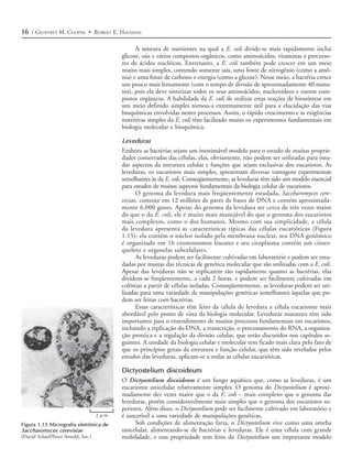 16 / GEOFFREY M. COOPER • ROBERT E. HAUSMAN

                                              A mistura de nutrientes na qual a E. coli divide-se mais rapidamente inclui
                                        glicose, sais e vários compostos orgânicos, como aminoácidos, vitaminas e precurso-
                                        res de ácidos nucléicos. Entretanto, a E. coli também pode crescer em um meio
                                        muito mais simples, contendo somente sais, uma fonte de nitrogênio (como a amô-
                                        nia) e uma fonte de carbono e energia (como a glicose). Nesse meio, a bactéria cresce
                                        um pouco mais lentamente (com o tempo de divisão de aproximadamente 40 minu-
                                        tos), pois ela deve sintetizar todos os seus aminoácidos, nucleotídeos e outros com-
                                        postos orgânicos. A habilidade da E. coli de realizar estas reações de biossíntese em
                                        um meio definido simples tornou-a extremamente útil para a elucidação das vias
                                        bioquímicas envolvidas nestes processos. Assim, o rápido crescimento e as exigências
                                        nutritivas simples da E. coli têm facilitado muito os experimentos fundamentais em
                                        biologia molecular e bioquímica.

                                        Leveduras
                                        Embora as bactérias sejam um inestimável modelo para o estudo de muitas proprie-
                                        dades conservadas das células, elas, obviamente, não podem ser utilizadas para estu-
                                        dar aspectos da estrutura celular e funções que sejam exclusivas dos eucariotos. As
                                        leveduras, os eucariotos mais simples, apresentam diversas vantagens experimentais
                                        semelhantes às da E. coli. Conseqüentemente, as leveduras têm sido um modelo essencial
                                        para estudos de muitos aspectos fundamentais da biologia celular de eucariotos.
                                              O genoma da levedura mais freqüentemente estudada, Saccharomyces cere-
                                        visiae, consiste em 12 milhões de pares de bases de DNA e contém aproximada-
                                        mente 6.000 genes. Apesar do genoma da levedura ser cerca de três vezes maior
                                        do que o da E. coli, ele é muito mais manejável do que o genoma dos eucariotos
                                        mais complexos, como o dos humanos. Mesmo com sua simplicidade, a célula
                                        da levedura apresenta as características típicas das células eucarióticas (Figura
                                        1.15): ela contém o núcleo isolado pela membrana nuclear, seu DNA genômico
                                        é organizado em 16 cromossomos lineares e seu citoplasma contém um citoes-
                                        queleto e organelas subcelulares.
                                              As leveduras podem ser facilmente cultivadas em laboratório e podem ser estu-
                                        dadas por muitas das técnicas de genética molecular que são utilizadas com a E. coli.
                                        Apesar das leveduras não se replicarem tão rapidamente quanto as bactérias, elas
                                        dividem-se freqüentemente, a cada 2 horas, e podem ser facilmente cultivadas em
                                        colônias a partir de células isoladas. Conseqüentemente, as leveduras podem ser uti-
                                        lizadas para uma variedade de manipulações genéticas semelhantes àquelas que po-
                                        dem ser feitas com bactérias.
                                              Essas características têm feito da célula de levedura a célula eucarionte mais
                                        abordável pelo ponto de vista da biologia molecular. Leveduras mutantes têm sido
                                        importantes para o entendimento de muitos processos fundamentais em eucariotos,
                                        incluindo a replicação do DNA, a transcrição, o processamento do RNA, a organiza-
                                        ção protéica e a regulação da divisão celular, que serão discutidos nos capítulos se-
                                        guintes. A unidade da biologia celular e molecular tem ficado mais clara pelo fato de
                                        que os princípios gerais da estrutura e função celular, que têm sido revelados pelos
                                        estudos das leveduras, aplicam-se a todas as células eucarióticas.

                                        Dictyostelium discoideum
                                        O Dictyostelium discoideum é um fungo aquático que, como as leveduras, é um
                                        eucarionte unicelular relativamente simples. O genoma do Dictyostelium é aproxi-
                                        madamente dez vezes maior que o da E. coli – mais complexo que o genoma das
                                        leveduras, porém consideravelmente mais simples que o genoma dos eucariotos su-
                                        periores. Além disso, o Dictyostelium pode ser facilmente cultivado em laboratório e
                               2µm      é suscetível a uma variedade de manipulações genéticas.
Figura 1.15 Micrografia eletrônica de         Sob condições de alimentação farta, o Dictyostelium vive como uma ameba
Saccharomyces cerevisiae                unicelular, alimentando-se de bactérias e leveduras. Ele é uma célula com grande
(David Scharf/Peter Arnold, Inc.)       mobilidade, e essa propriedade tem feito do Dictyostelium um importante modelo
 