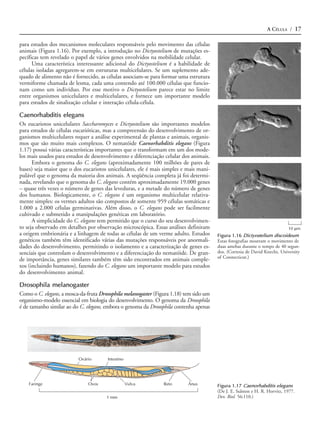 A CÉLULA / 17

para estudos dos mecanismos moleculares responsáveis pelo movimento das células
animais (Figura 1.16). Por exemplo, a introdução no Dictyostelium de mutações es-
pecíficas tem revelado o papel de vários genes envolvidos na mobilidade celular.
      Uma característica interessante adicional do Dictyostelium é a habilidade de
células isoladas agregarem-se em estruturas multicelulares. Se um suplemento ade-
quado de alimento não é fornecido, as células associam-se para formar uma estrutura
vermiforme chamada de lesma, cada uma contendo até 100.000 células que funcio-
nam como um indivíduo. Por esse motivo o Dictyostelium parece estar no limite
entre organismos unicelulares e multicelulares, e fornece um importante modelo
para estudos de sinalização celular e interação célula-célula.

Caenorhabditis elegans
Os eucariotos unicelulares Saccharomyces e Dictyostelium são importantes modelos
para estudos de células eucarióticas, mas a compreensão do desenvolvimento de or-
ganismos multicelulares requer a análise experimental de plantas e animais, organis-
mos que são muito mais complexos. O nematóide Caenorhabditis elegans (Figura
1.17) possui várias características importantes que o transformam em um dos mode-
los mais usados para estudos de desenvolvimento e diferenciação celular dos animais.
      Embora o genoma do C. elegans (aproximadamente 100 milhões de pares de
bases) seja maior que o dos eucariotos unicelulares, ele é mais simples e mais mani-
pulável que o genoma da maioria dos animais. A seqüência completa já foi determi-
nada, revelando que o genoma do C. elegans contém aproximadamente 19.000 genes
– quase três vezes o número de genes das leveduras, e a metade do número de genes
dos humanos. Biologicamente, o C. elegans é um organismo multicelular relativa-
mente simples: os vermes adultos são compostos de somente 959 células somáticas e
1.000 a 2.000 células germinativas. Além disso, o C. elegans pode ser facilmente
cultivado e submetido a manipulações genéticas em laboratório.
      A simplicidade do C. elegans tem permitido que o curso do seu desenvolvimen-
to seja observado em detalhes por observação microscópica. Essas análises definiram                                         10 µm
a origem embrionária e a linhagem de todas as células de um verme adulto. Estudos       Figura 1.16 Dictyostelium discoideum
genéticos também têm identificado várias das mutações responsáveis por anormali-        Estas fotografias mostram o movimento de
dades do desenvolvimento, permitindo o isolamento e a caracterização de genes es-       duas amebas durante o tempo de 40 segun-
senciais que controlam o desenvolvimento e a diferenciação do nematóide. De gran-       dos. (Cortesia de David Knecht, University
                                                                                        of Connecticut.)
de importância, genes similares também têm sido encontrados em animais comple-
xos (incluindo humanos), fazendo do C. elegans um importante modelo para estudos
do desenvolvimento animal.

Drosophila melanogaster
Como o C. elegans, a mosca-da-fruta Drosophila melanogaster (Figura 1.18) tem sido um
organismo-modelo essencial em biologia do desenvolvimento. O genoma da Drosophila
é de tamanho similar ao do C. elegans, embora o genoma da Drosophila contenha apenas




                          Ovário       Intestino




    Faringe                   Ovos                 Vulva        Reto       Ânus         Figura 1.17 Caenorhabditis elegans
                                                                                        (De J. E. Sulston e H. R. Horvitz, 1977.
                                      1 mm                                              Dev. Biol. 56:110.)
 