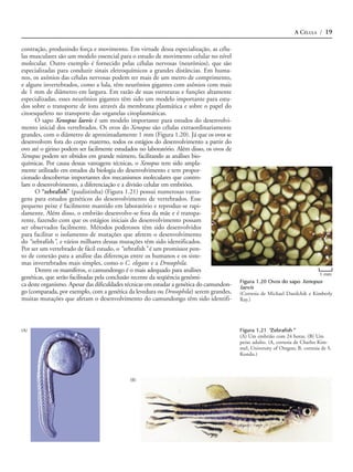 A CÉLULA / 19

contração, produzindo força e movimento. Em virtude dessa especialização, as célu-
las musculares são um modelo essencial para o estudo de movimento celular no nível
molecular. Outro exemplo é fornecido pelas células nervosas (neurônios), que são
especializadas para conduzir sinais eletroquímicos a grandes distâncias. Em huma-
nos, os axônios das células nervosas podem ter mais de um metro de comprimento,
e alguns invertebrados, como a lula, têm neurônios gigantes com axônios com mais
de 1 mm de diâmetro em largura. Em razão de suas estruturas e funções altamente
especializadas, esses neurônios gigantes têm sido um modelo importante para estu-
dos sobre o transporte de íons através da membrana plasmática e sobre o papel do
citoesqueleto no transporte das organelas citoplasmáticas.
      O sapo Xenopus laevis é um modelo importante para estudos do desenvolvi-
mento inicial dos vertebrados. Os ovos do Xenopus são células extraordinariamente
grandes, com o diâmetro de aproximadamente 1 mm (Figura 1.20). Já que os ovos se
desenvolvem fora do corpo materno, todos os estágios do desenvolvimento a partir do
ovo até o girino podem ser facilmente estudados no laboratório. Além disso, os ovos de
Xenopus podem ser obtidos em grande número, facilitando as análises bio-
químicas. Por causa dessas vantagens técnicas, o Xenopus tem sido ampla-
mente utilizado em estudos da biologia do desenvolvimento e tem propor-
cionado descobertas importantes dos mecanismos moleculares que contro-
lam o desenvolvimento, a diferenciação e a divisão celular em embriões.
      O “zebrafish” (paulistinha) (Figura 1.21) possui numerosas vanta-
gens para estudos genéticos do desenvolvimento de vertebrados. Esse
pequeno peixe é facilmente mantido em laboratório e reproduz-se rapi-
damente. Além disso, o embrião desenvolve-se fora da mãe e é transpa-
rente, fazendo com que os estágios iniciais do desenvolvimento possam
ser observados facilmente. Métodos poderosos têm sido desenvolvidos
para facilitar o isolamento de mutações que afetem o desenvolvimento
do “zebrafish”, e vários milhares dessas mutações têm sido identificados.
Por ser um vertebrado de fácil estudo, o “zebrafish” é um promissor pon-
to de conexão para a análise das diferenças entre os humanos e os siste-
mas invertebrados mais simples, como o C. elegans e a Drosophila.
      Dentre os mamíferos, o camundongo é o mais adequado para análises
                                                                                                                                1 mm
genéticas, que serão facilitadas pela conclusão recente da seqüência genômi-
                                                                                          Figura 1.20 Ovos do sapo Xenopus
ca deste organismo. Apesar das dificuldades técnicas em estudar a genética do camundon-   laevis
go (comparada, por exemplo, com a genética da levedura ou Drosophila) serem grandes,      (Cortesia de Michael Danilchik e Kimberly
muitas mutações que afetam o desenvolvimento do camundongo têm sido identifi-             Ray.)




(A)                                                                                       Figura 1.21 “Zebrafish”
                                                                                          (A) Um embrião com 24 horas. (B) Um
                                                                                          peixe adulto. (A, cortesia de Charles Kim-
                                                                                          mel, University of Oregon; B, cortesia de S.
                                                                                          Kondo.)



                                             (B)
 