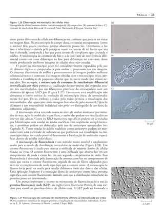A CÉLULA / 23

Figura 1.26 Observação microscópica de células vivas                                                      (A)
Micrografias de células humanas obtidas com microscopia de (A) campo claro, (B) contraste de fase e (C)
contraste de interferência diferencial. (Cortesia de Mort Abramowitz, Olympus, America, Inc.)



entre partes diferentes da célula em diferenças no contraste que podem ser vistas
na imagem final. Na microscopia de campo claro, estruturas transparentes (como
o núcleo) têm pouco contraste porque absorvem pouca luz. Entretanto, a luz
tem a velocidade reduzida pela passagem nessas estruturas de tal forma que sua
fase é alterada, comparada à luz que passa através do citoplasma que circunda o
núcleo. A microscopia de contraste de fase e a de contraste de interferência dife-                        (B)
rencial convertem essas diferenças na fase para diferenças no contraste, desse
modo produzindo melhores imagens de células vivas não-coradas.
      O poder do microscópio ótico foi consideravelmente expandido pelo uso
de câmaras digitais e computadores para análise e processamento das imagens.
Os sistemas eletrônicos de análise e processamento de imagens podem melhorar
substancialmente o contraste das imagens obtidas com o microscópio ótico, per-
mitindo a visualização de pequenos objetos que de outro modo não seriam de-
tectados. Por exemplo, a microscopia de contraste de interferência diferencial
intensificada por vídeo permite a visualização do movimento das organelas atra-
vés dos microtúbulos, que são filamentos protéicos do citoesqueleto com um                                (C)
diâmetro de apenas 0,025 µm (Figura 1.27). Entretanto, esta amplificação não
ultrapassa o limite teórico da resolução do microscópio ótico, de aproximada-
mente 0,2 µm. Então, embora o realce pelo vídeo permita a visualização dos
microtúbulos, eles aparecem como imagens borradas de pelo menos 0,2 µm de
diâmetro e um microtúbulo individual não pode ser distinguido de um feixe de
estruturas adjacentes.
      A microscopia ótica tem sido usada no nível de análise molecular por méto-
dos de marcação de moléculas específicas, e assim elas podem ser visualizadas no
interior das células. Genes ou RNA transcritos específicos podem ser detectados
por hibridização com sondas de ácidos nucléicos com seqüências complementa-
                                                                                                                       50 µm
res, e proteínas podem ser detectadas pelo uso de anticorpos apropriados (ver
Capítulo 3). Tanto sondas de ácidos nucléicos como anticorpos podem ser mar-
cados com uma variedade de substâncias que permitem sua visualização no mi-
croscópio ótico, tornando possível determinar a localização de moléculas especí-
ficas dentro de células individuais.
      A microscopia de fluorescência é um método muito sensível e amplamente
usado para o estudo da distribuição intracelular de moléculas (Figura 1.28). Um
corante fluorescente é usado para marcar a molécula de interesse dentro de células
fixadas ou vivas. O corante fluorescente é uma molécula que absorve luz em um
comprimento de onda e emite luz em um segundo comprimento de onda. Essa
fluorescência é detectada pela iluminação da amostra com luz no comprimento de
onda que excita o corante fluorescente, seguida do uso de filtros adequados para
detectar o comprimento de onda específico que o corante emite. A microscopia de
fluorescência pode ser usada para estudar diferentes moléculas dentro das células.
Uma aplicação freqüente é a marcação direta de anticorpos contra uma proteína
específica com corante fluorescente, fazendo com que a distribuição intracelular da
proteína possa ser determinada.
      Um avanço importante e recente na microscopia de fluorescência foi o uso da
proteína fluorescente verde (GFP), do inglês Green Fluorescent Protein, de uma me-
dusa para visualizar proteínas dentro de células vivas. A GFP pode ser fusionada a


Figura 1.27 Microscopia de contraste de interferência diferencial intensificada por vídeo
O processamento eletrônico de imagem permite a visualização de microtúbulos individuais. (Corte-
sia de E. D. Salmon, University of North Carolina, Chapel Hill.)                                                    2,5 µm
 
