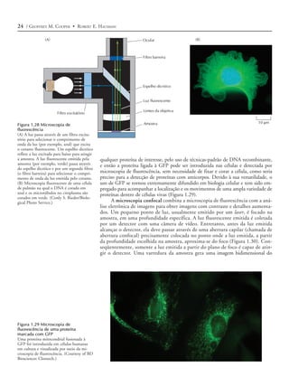 24 / GEOFFREY M. COOPER • ROBERT E. HAUSMAN

                (A)                                                  Ocular                    (B)



                                                                     Filtro barreira




                                                                     Espelho dicróico


                                                                     Luz fluorescente

                                                                     Lentes da objetiva
                        Filtro excitatório

                                                                      Amostra                                                10 µm
Figura 1.28 Microscopia de
fluorescência
(A) A luz passa através de um filtro excita-
tório para selecionar o comprimento de
onda da luz (por exemplo, azul) que excita
o corante fluorescente. Um espelho dicróico
reflete a luz excitada para baixo para atingir
a amostra. A luz fluorescente emitida pela       qualquer proteína de interesse, pelo uso de técnicas-padrão de DNA recombinante,
amostra (por exemplo, verde) passa através       e então a proteína ligada à GFP pode ser introduzida nas células e detectada por
do espelho dicróico e por um segundo filtro
(o filtro barreira) para selecionar o compri-    microscopia de fluorescência, sem necessidade de fixar e corar a célula, como seria
mento de onda da luz emitida pelo corante.       preciso para a detecção de proteínas com anticorpos. Devido à sua versatilidade, o
(B) Microscopia fluorescente de uma célula       uso de GFP se tornou extremamente difundido em biologia celular e tem sido em-
de pulmão na qual o DNA é corado em              pregado para acompanhar a localização e os movimentos de uma ampla variedade de
azul e os microtúbulos no citoplasma são         proteínas dentro de células vivas (Figura 1.29).
corados em verde. (Conly S. Rieder/Biolo-
gical Photo Service.)                                  A microscopia confocal combina a microscopia de fluorescência com a aná-
                                                 lise eletrônica de imagens para obter imagens com contraste e detalhes aumenta-
                                                 dos. Um pequeno ponto de luz, usualmente emitido por um laser, é focado na
                                                 amostra, em uma profundidade específica. A luz fluorescente emitida é coletada
                                                 por um detector com uma câmera de vídeo. Entretanto, antes da luz emitida
                                                 alcançar o detector, ela deve passar através de uma abertura capilar (chamada de
                                                 abertura confocal) precisamente colocada no ponto onde a luz emitida, a partir
                                                 da profundidade escolhida na amostra, aproxima-se do foco (Figura 1.30). Con-
                                                 seqüentemente, somente a luz emitida a partir do plano de foco é capaz de atin-
                                                 gir o detector. Uma varredura da amostra gera uma imagem bidimensional do




Figura 1.29 Microscopia de
fluorescência de uma proteína
marcada com GFP
Uma proteína mitocondrial fusionada à
GFP foi introduzida em células humanas
em cultura e visualizada por meio da mi-
croscopia de fluorescência. (Courtesy of BD
Biosciences Clontech.)
 